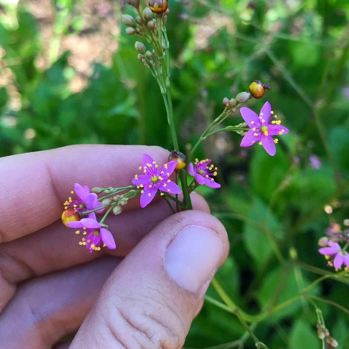 Talinum Paniculatum Plant Seeds for Planting – Heirloom, Non-GMO, Organic Garden Seeds, High Germination