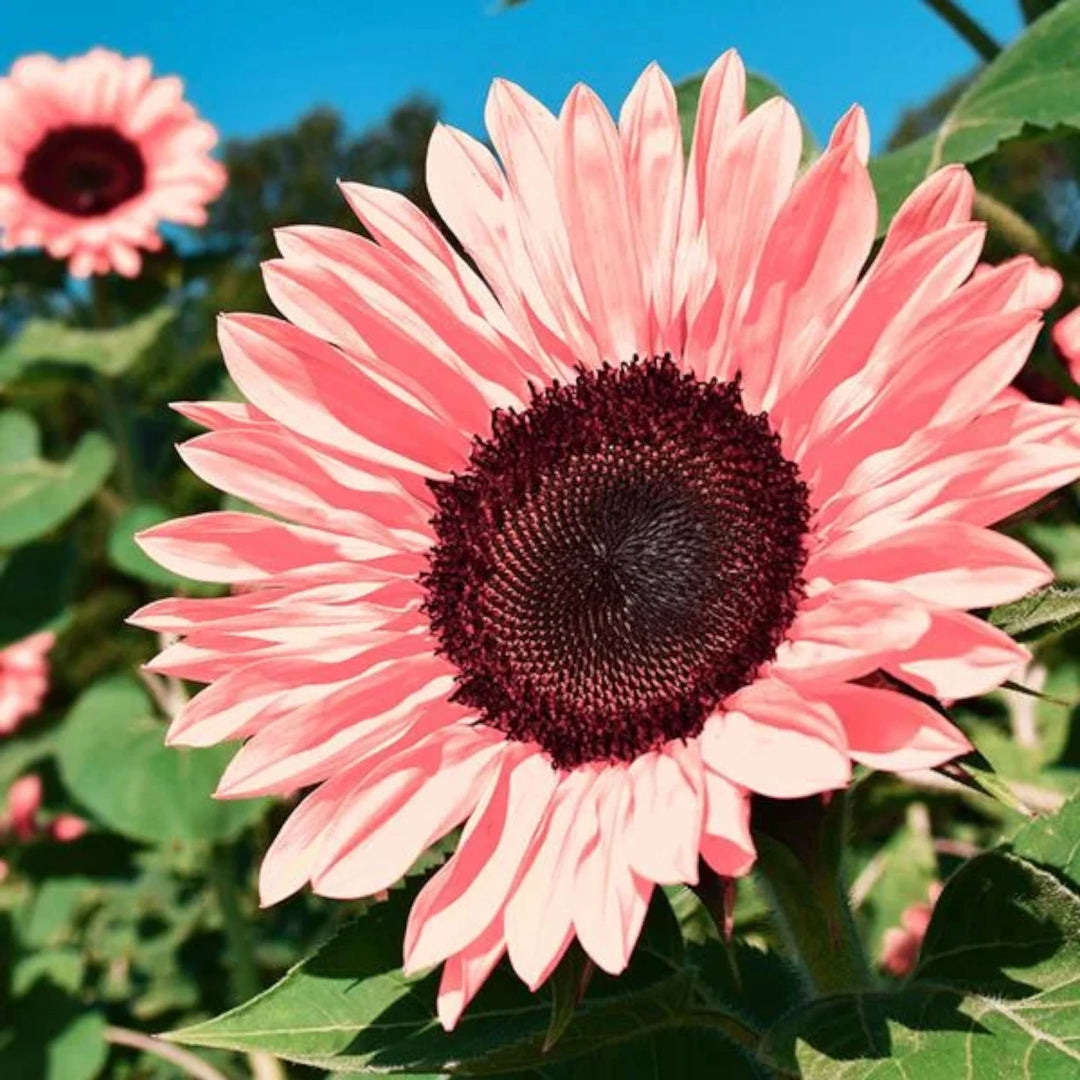 Baby Pink Sunflower Seeds for Planting - Heirloom Non-GMO High Germination Organic Garden Seeds