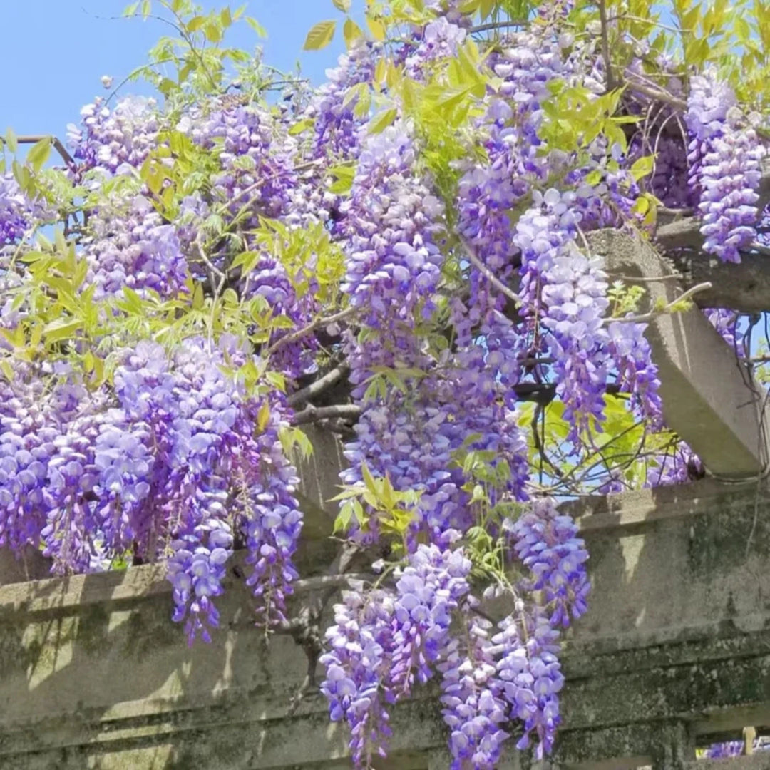 American Wisteria Flower Seeds for Planting – Heirloom, Non-GMO, High Germination Wisteria frutescens Seeds