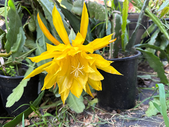 Yellow Epiphyllum Oxypetalum Flower Seeds for Planting – Heirloom, Non-GMO, High Germination Cactus Seeds