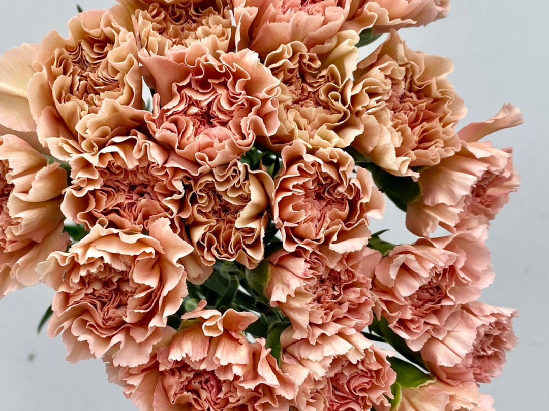 Brown Carnation Flower Seeds for Planting – Heirloom, Non-GMO, High Germination Unique Fragrant Bloom Seeds