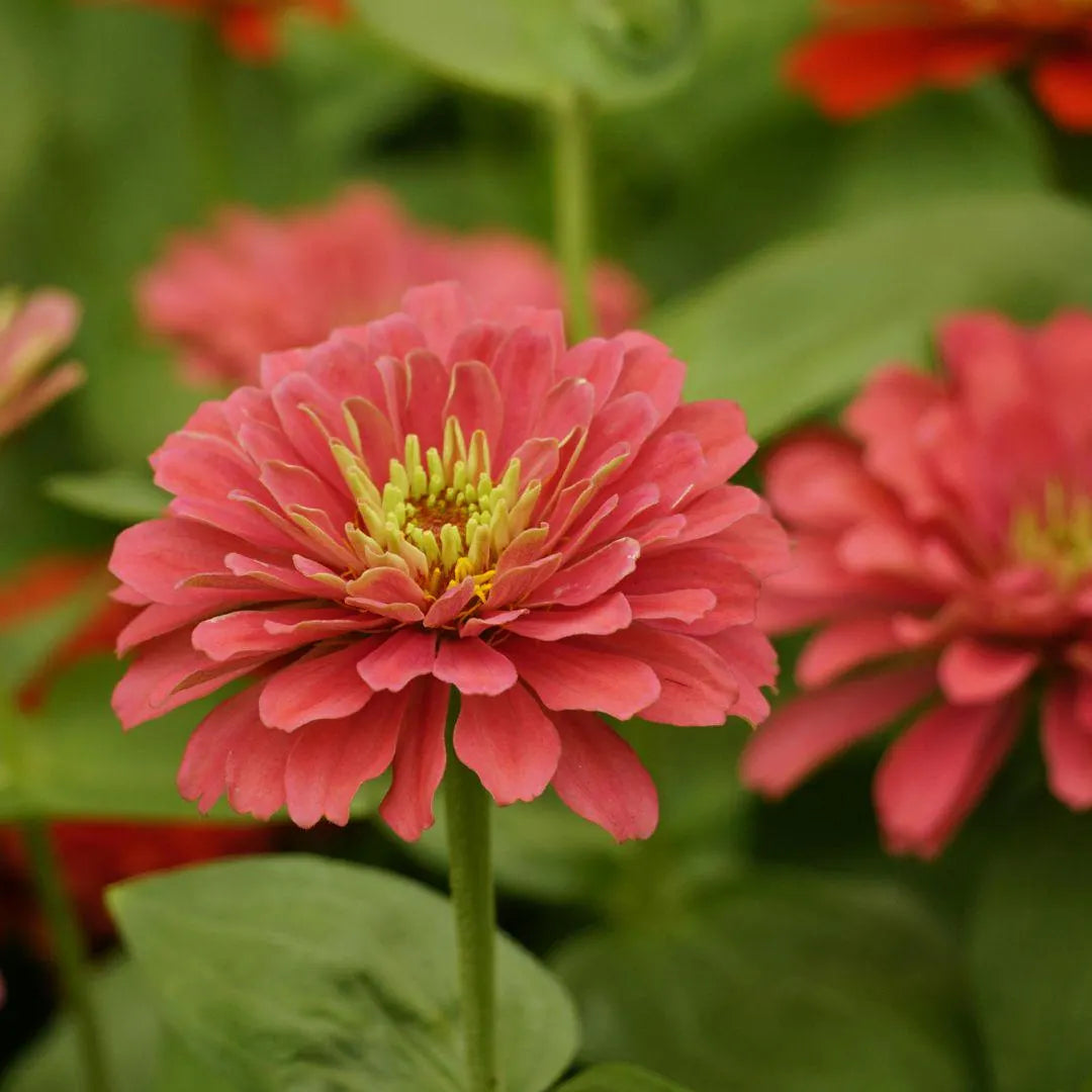 Zinnia Benary Giant Flower Seeds – Vibrant Colors, Heirloom, Non-GMO, High Germination Organic Garden Seeds