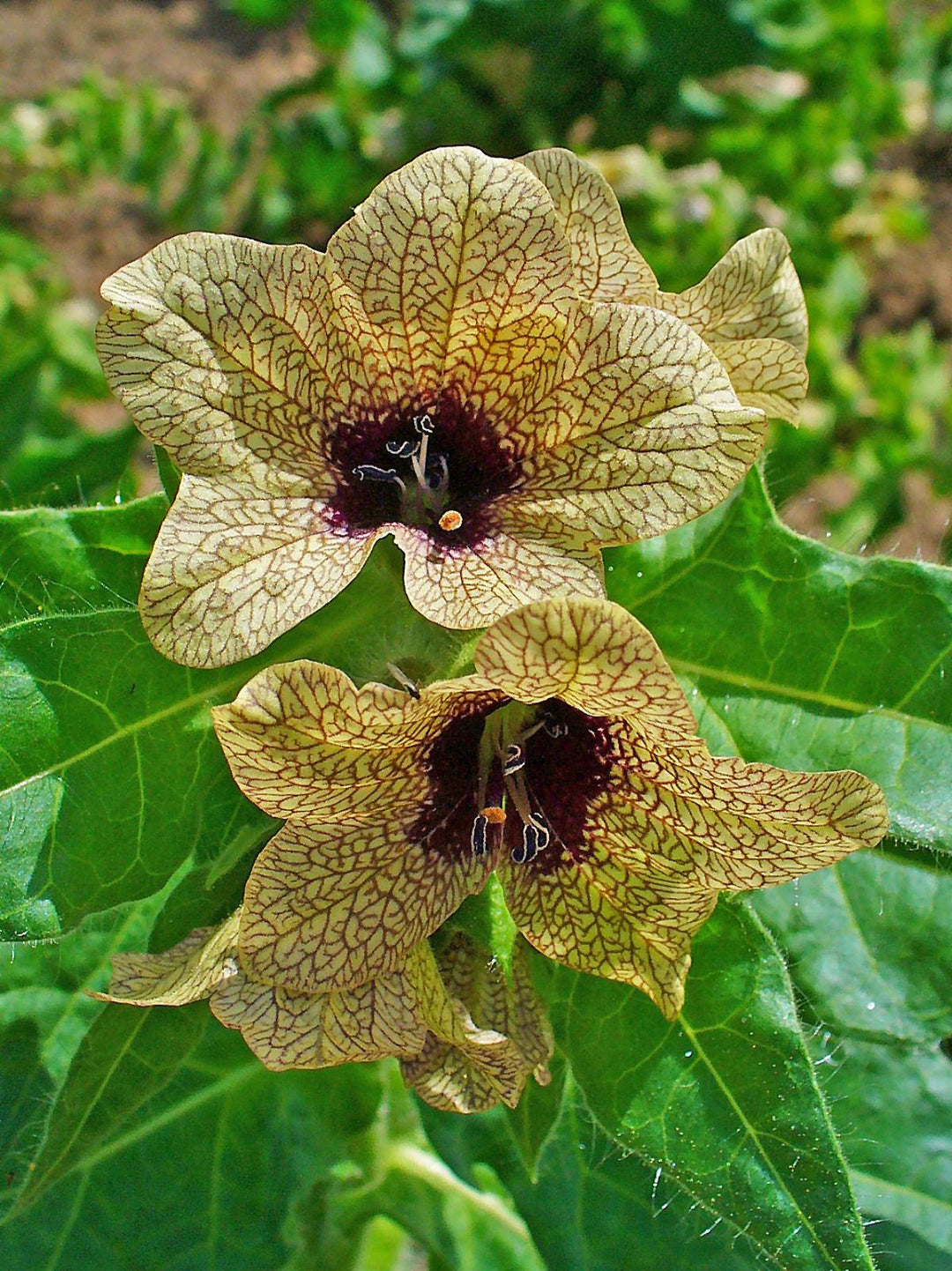 Cream Henbane Flower Seeds for Planting – Rare Medicinal Herb with Creamy Blooms