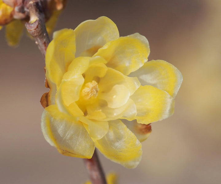 Yellow Chimonanthus Flower Seeds for Planting | Heirloom Non-GMO High Germination Organic Garden Seeds