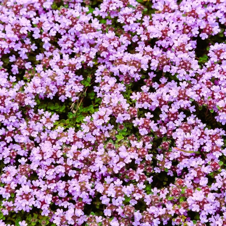 Heirloom Non-GMO Pink Creeping Thyme Plant Seeds – Fragrant Ground Cover for Garden