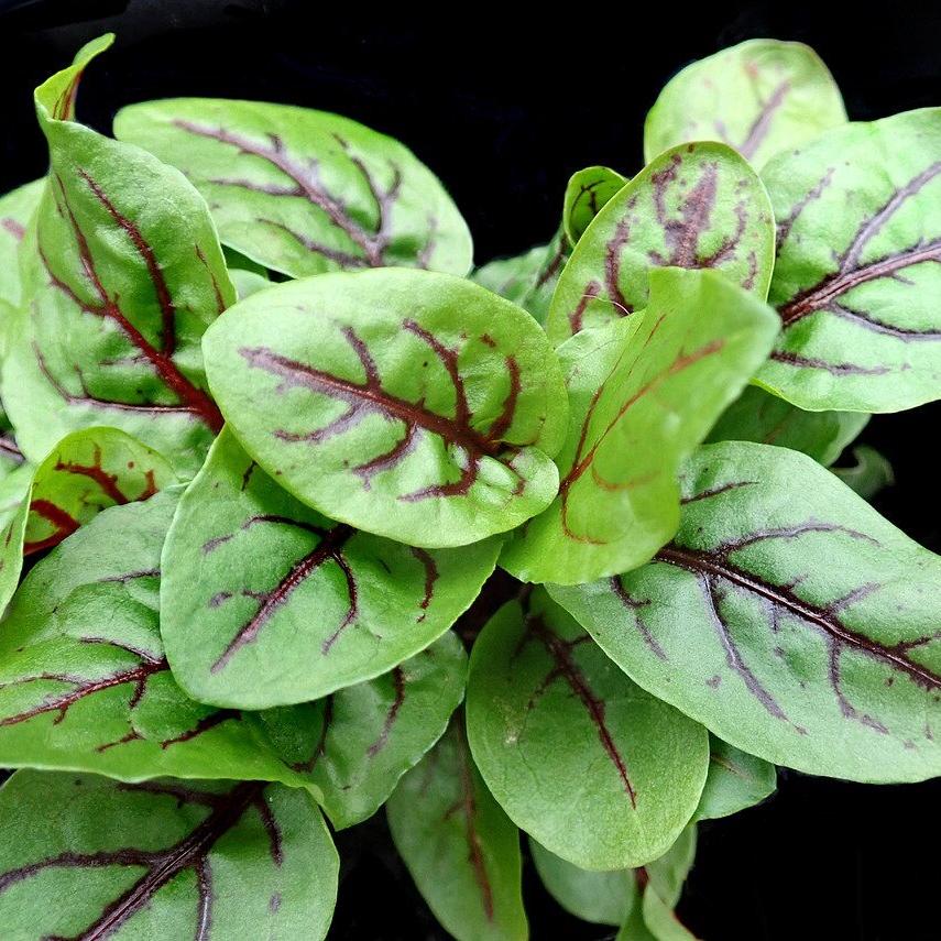 Red-Veined Sorrel Seeds (Rumex Sanguineus) – Heirloom, Non-GMO, High Germination Organic Garden Seeds for Planting & Culinary Use