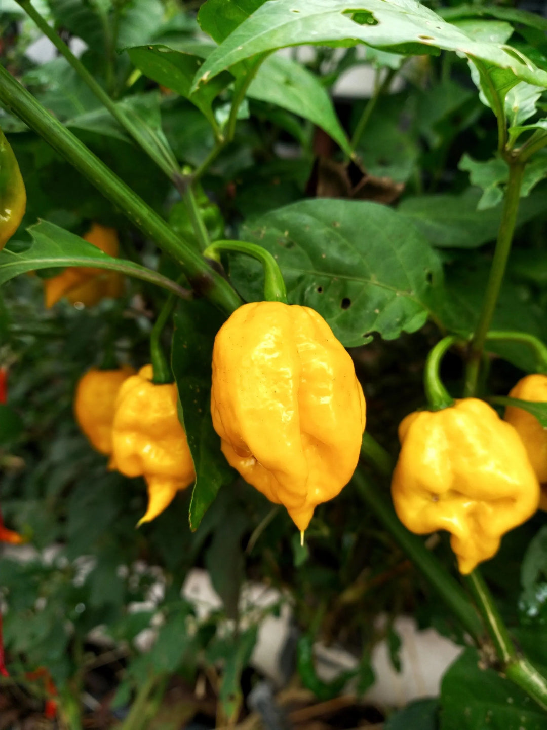 Yellow Reaper Seeds for Planting – Heirloom, Non-GMO, Organic Garden Seeds, High Germination Hot Pepper