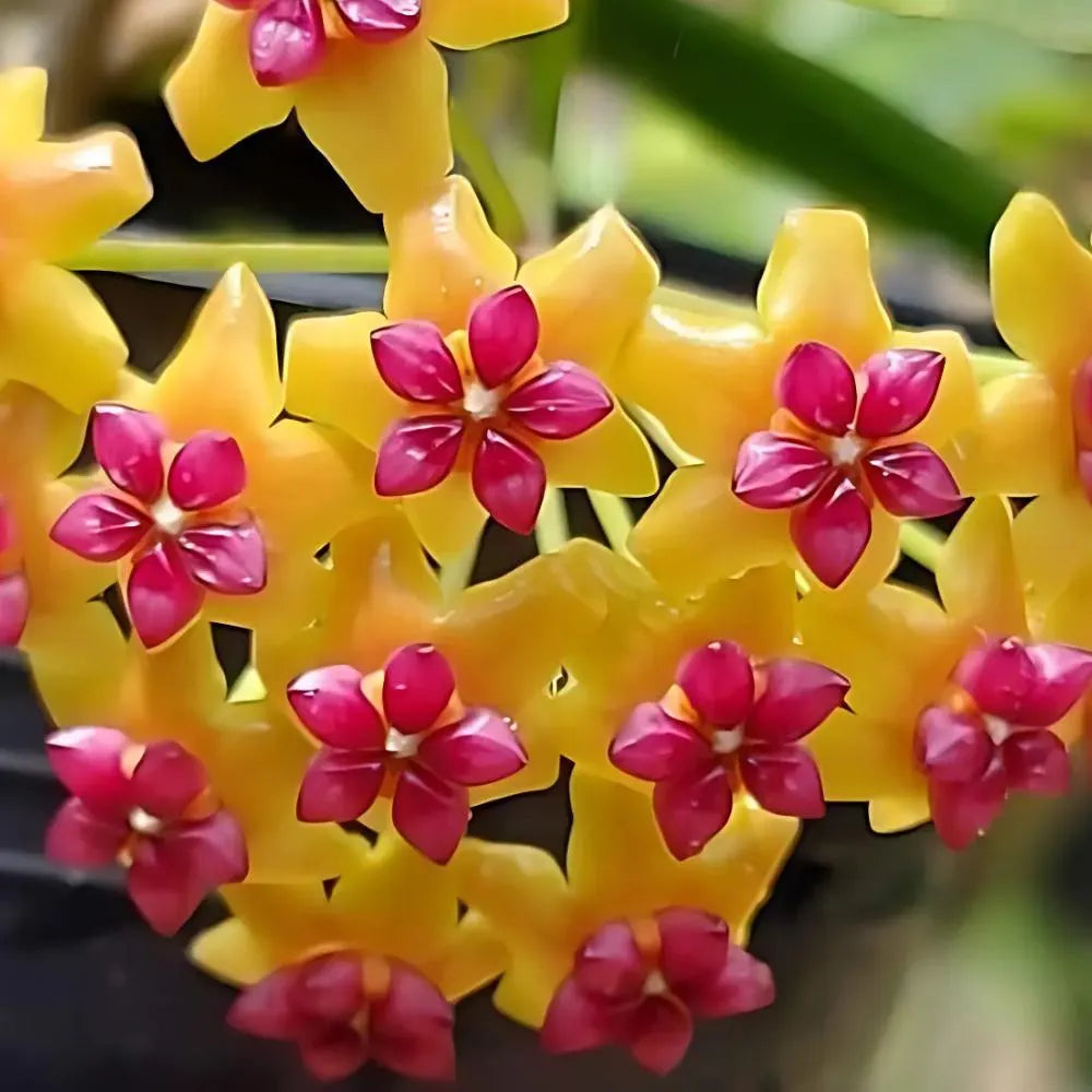 Yellow Red Hoya Carnosa Flower Seeds for Planting – Heirloom, Non-GMO, High Germination Organic Garden Seeds