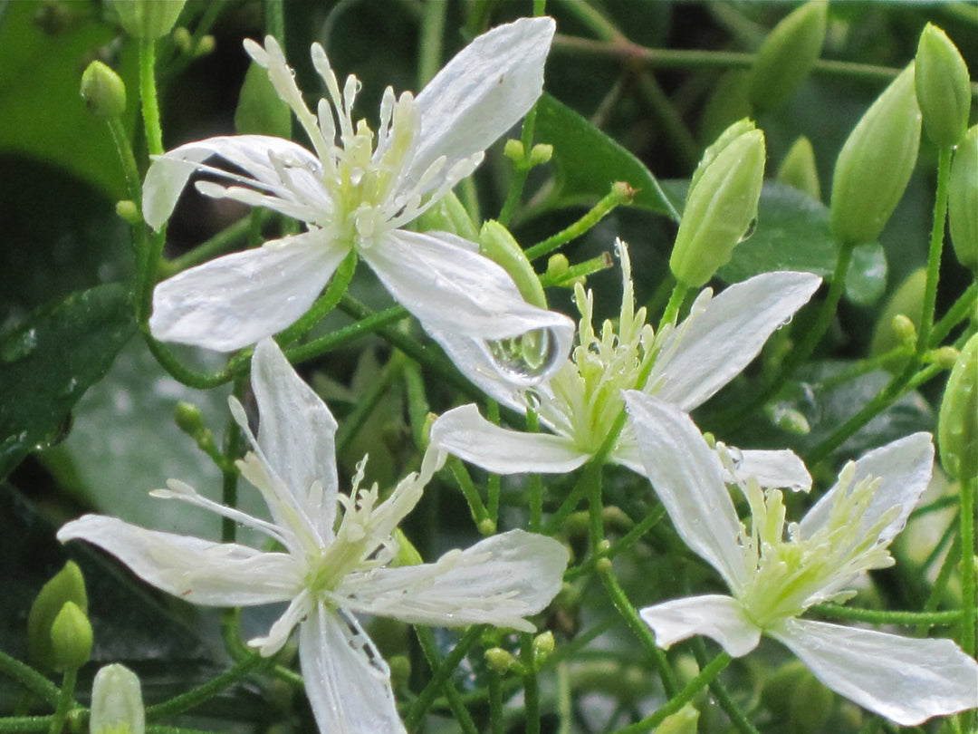 Autumn Clematis Flower Seeds for Planting – Heirloom Non-GMO Seeds, High Germination Organic Garden Blooms