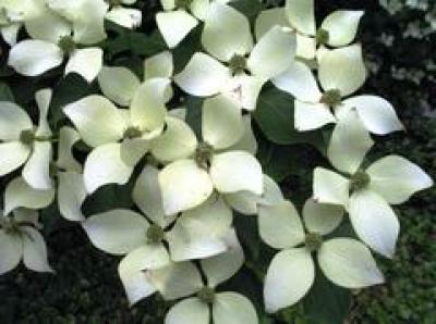 White Dogwood Flower Seeds – Heirloom, Non-GMO, High Germination Organic Garden Seeds for Planting