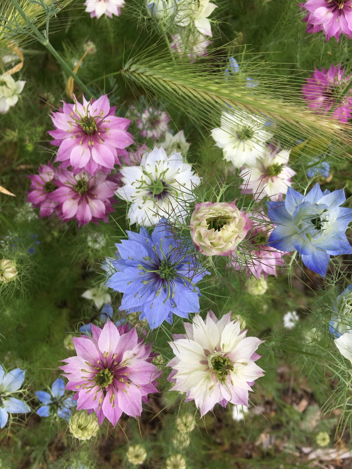 Damascena Flower Seeds – Premium Heirloom Blooms for Home Gardens