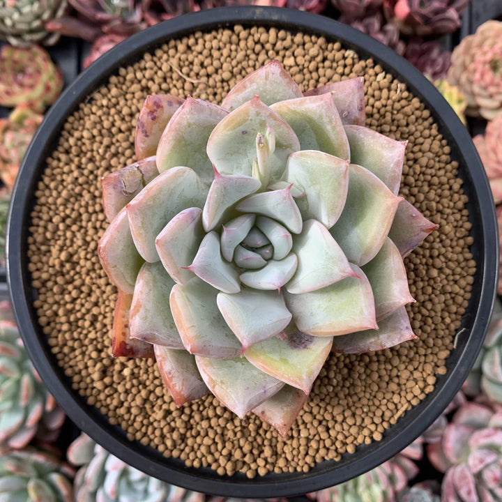 Ash Red Succulent Flower Seeds – Heirloom, Non-GMO, High Germination Organic Garden Seeds for Planting Colorful Drought-Tolerant Blooms