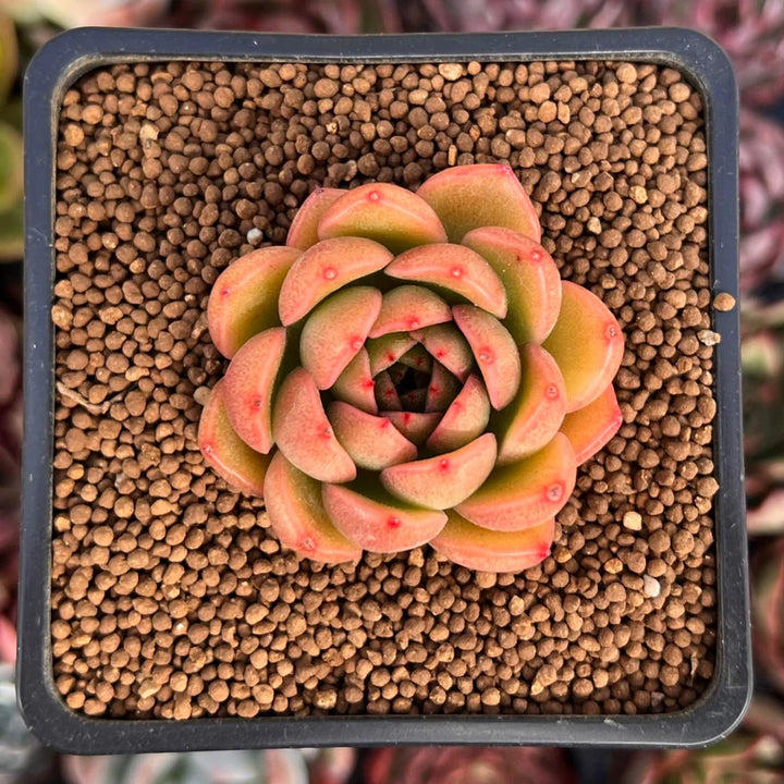 Brown Succulent Flower Seeds – Heirloom, Non-GMO, Drought-Tolerant Seeds for Planting