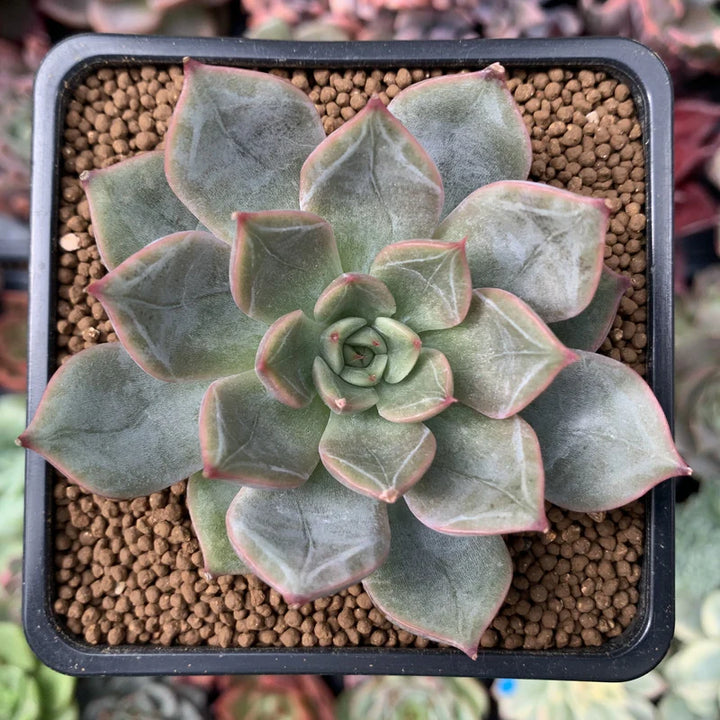 Ash Red Succulent Flower Seeds – Heirloom, Non-GMO, High Germination Organic Garden Seeds for Planting Colorful Drought-Tolerant Blooms