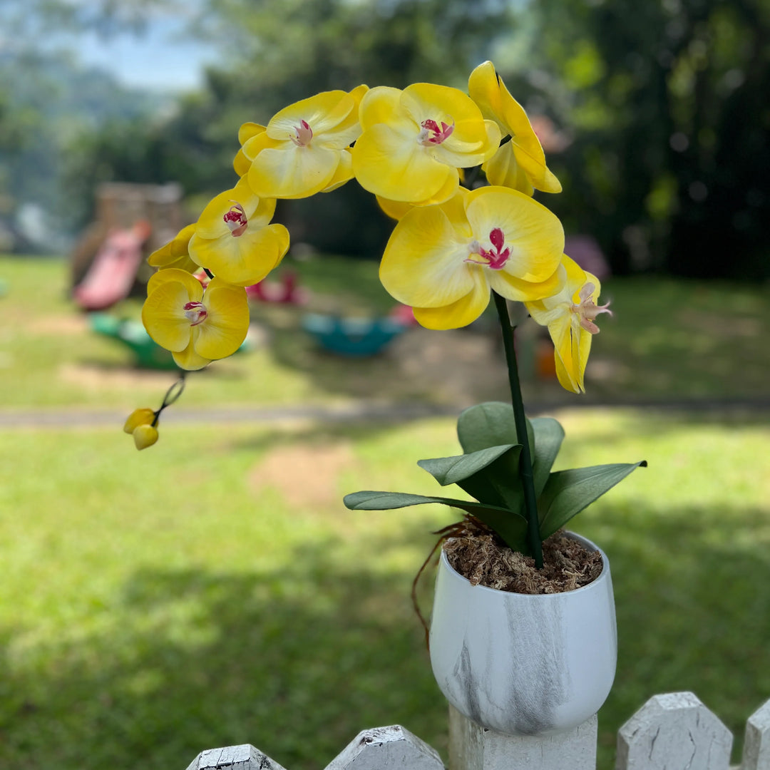 Yellow Orchid Flower Seeds – Heirloom Non-GMO Seeds for Garden Planting