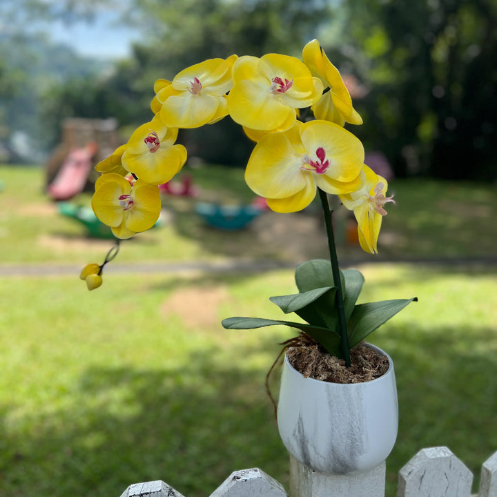 Yellow Orchid Flower Seeds – Heirloom Non-GMO Seeds for Garden Planting