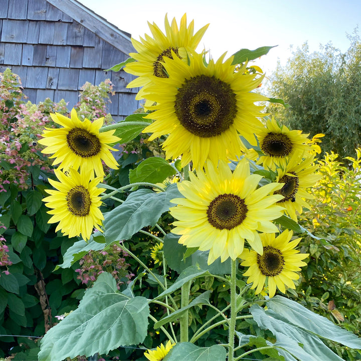 Yellow Lemon Sunflower Seeds for Planting - Grow Beautiful Flowers at your Home Garden