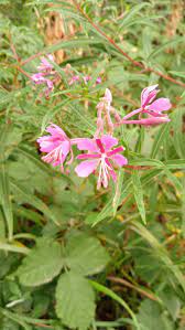 Willowherb Flower Seeds for Planting – Hardy Perennial Wildflower, Pollinator-Friendly Blooms