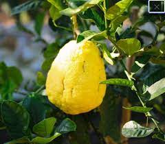 Yellow Citron Citrus Plant Seeds – Grow Fragrant Yellow Citron Fruits at Home, Heirloom & Non-GMO Seeds (100 pcs)