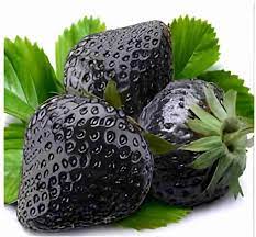 Black Strawberry Fruit Seeds for Planting – Sweet, Juicy Berries for Gardens, Heirloom & Non-GMO, High Germination