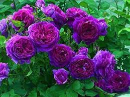 Purple Climbing Rose Plant Seeds for Planting - Non-GMO Heirloom Garden Seeds for Your Garden