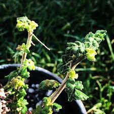 Boswellia Sacra Seeds for Planting