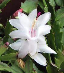 White Schlumbergera Flower Planting Seeds for Garden – Non-GMO, Heirloom, High Germination Seeds