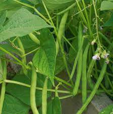 Bush Bean Seeds for Planting – High Yield, Non-GMO Vegetable Seeds for Home Garden and Backyard Farming