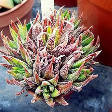 Mixed Aloe Vera Plant Seeds for Planting – Heirloom, Non-GMO, High Germination Medicinal & Decorative Succulent Seeds