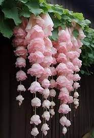 Baby Pink Weeping Forsythia Flower Seeds for Garden Planting – Non-GMO Heirloom Organic Garden Seeds, High Germination