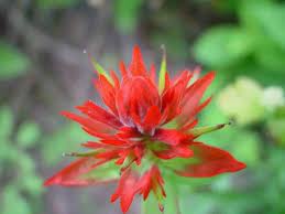 Red Castilleja Flower Seeds for Planting – Hardy, Vibrant Wildflower Blooms