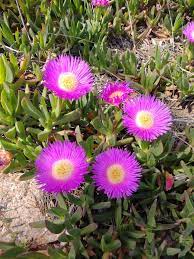 Carpobrotus Flower Seeds – Hardy Succulent Ground Cover for Planting