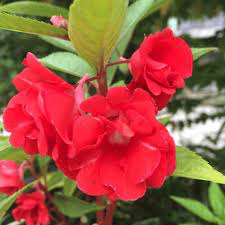 Balsamine Rose Flower Seeds for Planting – Heirloom, Non-GMO, High Germination Organic Garden Seeds