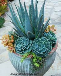 Blue Maguey Aloe Plant Seeds for Planting NON GMO Seeds