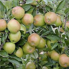 Braeburn Apple Fruit Seeds for Planting – Grow Sweet Apples at Home, Heirloom & Non-GMO, High Germination Seeds