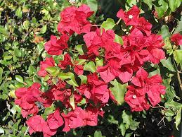 San Diego Red Bougainvillea Flower Seeds – Perennial, Heirloom, Non-GMO, High Germination Organic Garden Seeds for Planting