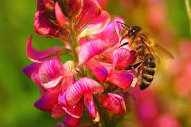 Heirloom Sainfoin Flower Seeds for Planting – Non-GMO, High Germination Organic Garden Seeds