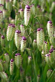 Briza Maxima Quaking Grass Flower Seeds for Planting – Ornamental, Non-GMO, Heirloom Dried Flower Grass Seeds