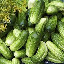 Boston Pickling Cucumber Seeds for Planting – Heirloom & Non-GMO High Germination Organic Garden Seeds