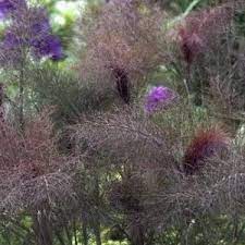 Foeniculum vulgare Bronze Fennel Seeds – Heirloom, Non-GMO, High Germination Organic Garden Seeds for Planting – Aromatic Herb