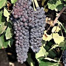 Black Corinth (Zante Currant) Grape Fruit Seeds for Planting – Sweet & Tangy Vine-Grown Grapes, Heirloom & Non-GMO