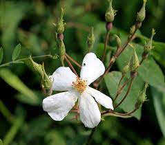 Brunonii Flower Seeds for Planting – Heirloom Non-GMO Vibrant Organic Garden Blooms