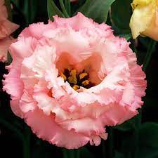 Baby Pink Eustoma (Lisianthus) Flower Seeds – Heirloom, Non-GMO, High Germination Organic Garden Seeds for Planting Elegant Blooms