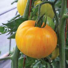 Yellow Pork Chop Tomato Seeds for Planting – Heirloom, Non-GMO, Organic Garden Seeds, High Germination