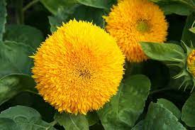 Dwarf Sunflower Flower Seeds – Heirloom, Non-GMO, High Germination Organic Garden Seeds for Planting