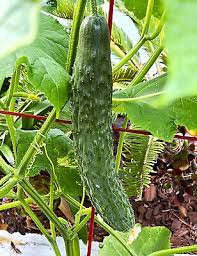 Japanese Long Cucumber Seeds for Planting – Heirloom, Non-GMO, High Germination Organic Garden Seeds for Crisp & Flavorful Harvests