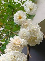 White Rose Flower Seeds – Heirloom Non-GMO Seeds for Planting