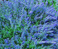 Blue Catmint Plant Seeds for Planting – Heirloom, Non-GMO, High Germination Organic Garden Seeds for Fragrant Herb Gardens and Decor