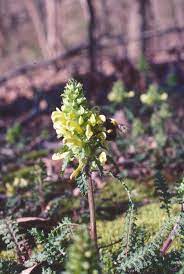 Lousewort Flower Seeds for Planting – Hardy Perennial Wildflower, Attracts Pollinators