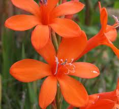 Bugle Lily Watsonia Pillansii Flower Seeds for Planting – Heirloom, Non-GMO, High Germination Blooms for Sunny Borders & Garden Beds